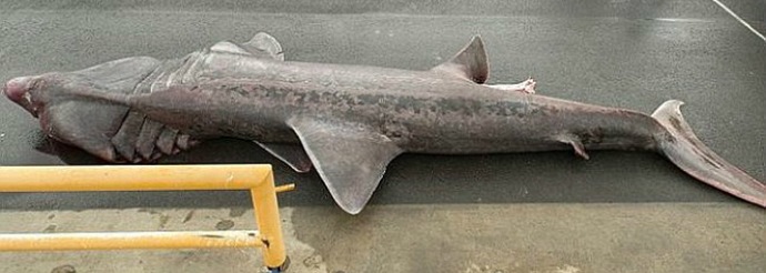 Esihistoriallinen hai - harvinainen menestys kalastajille ja tutkijoille