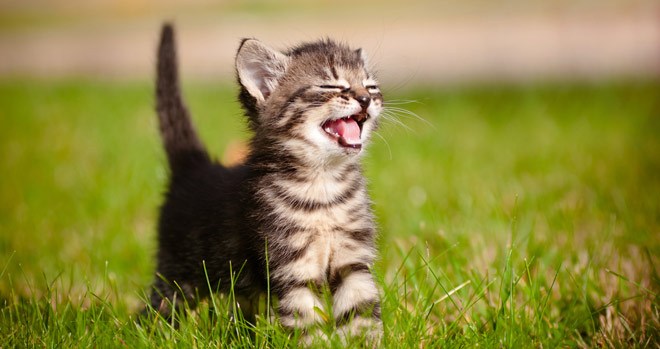 Ranskan lemmikit saivat korkean aseman