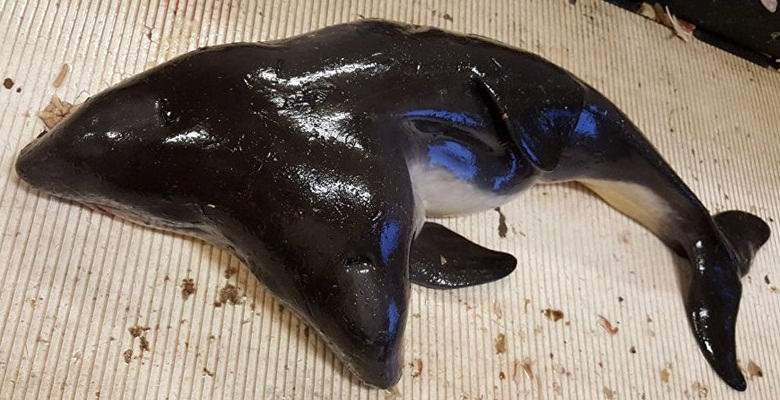 Alankomaiden pyytämä kaksipäinen delfiini