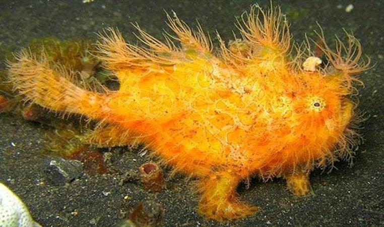 Toinen luonnon ihme: supernopeat sammakot ja muurahaiset