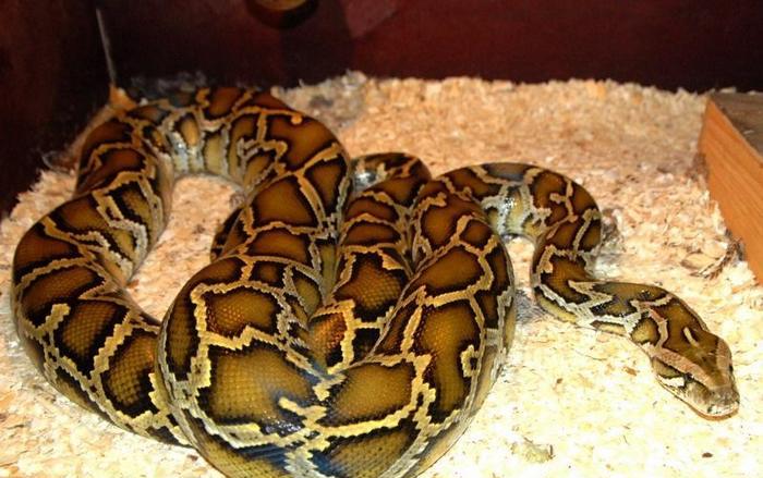 Jos python on laihduttamassa - odota ongelmia