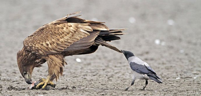 Nämä ilkikuriset ja riskialttiit varikset