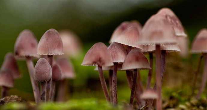 Nämä uskomattomat ja salaperäiset sienet