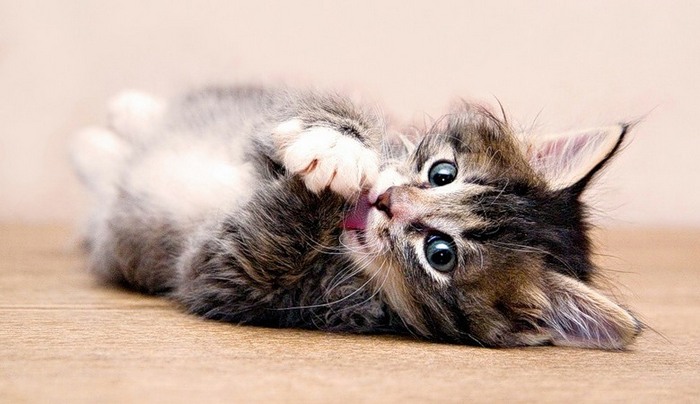 Nämä hauskat kissat ovat kuin teeskenteleviä.