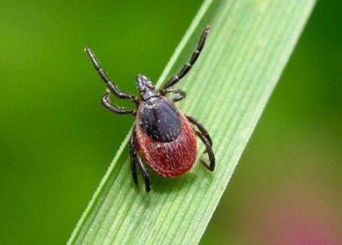 Eurooppaa voi lyödä voittamaton tappava virus