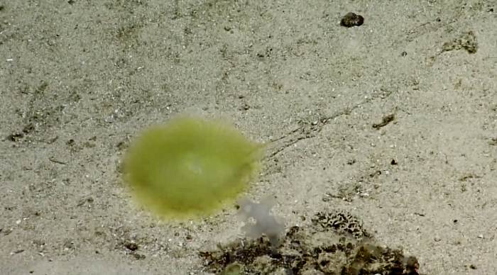 Fantastinen syvänmeren luominen