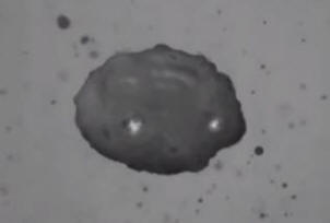 Fyysikot ovat oppineet hallitsemaan akustista levitaatiota. Video