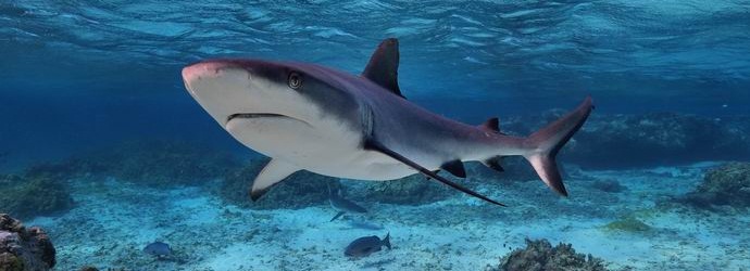 Ranskalainen repi hain julkisesti