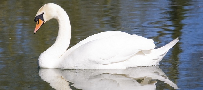 Ruma ankanpoikista tulee taas kaunis joutsen