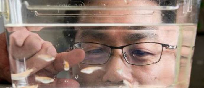 Painovoimavastuksen geeni