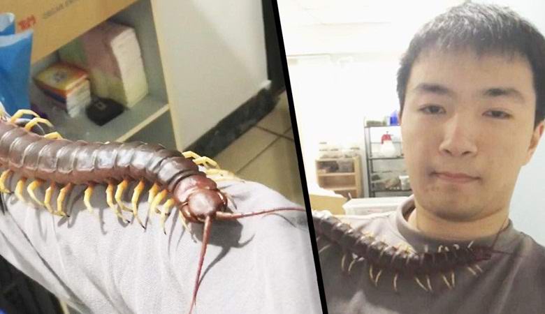 Jättiläisestä tuhatjalkaisesta on tullut taiwanilaisen lemmikki