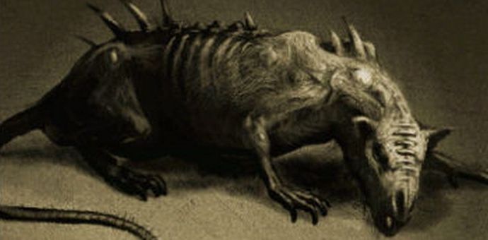 Jättiläinen, älykäs ja peloton rotat