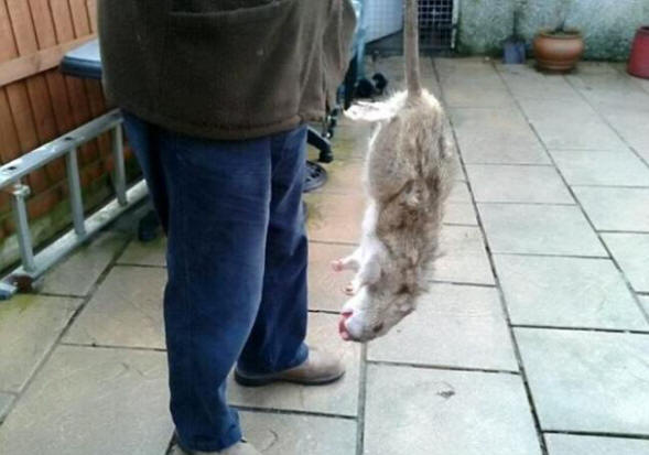 Jättiläiset mutanttirotat rotuvat Yhdistyneessä kuningaskunnassa hälyttävästi.