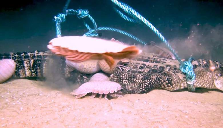 Jättiläinen äyriäiset selviytyivät helposti alligaattorien kanssa