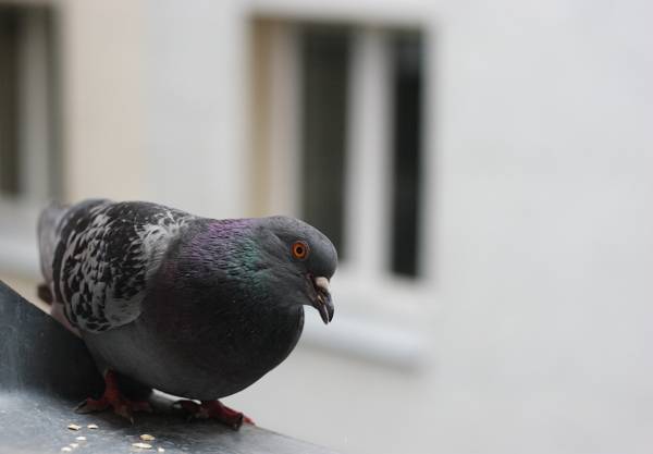 kyyhkynen lensi ikkunan läpi: merkki 