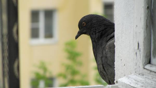 kyyhkynen lensi ikkunan läpi 