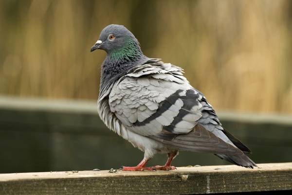 kyyhkynen lensi huoneistoon 