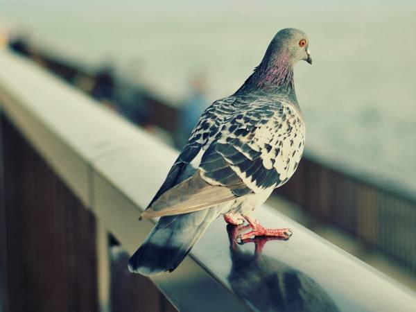 kyyhkynen lensi ikkunan läpi 