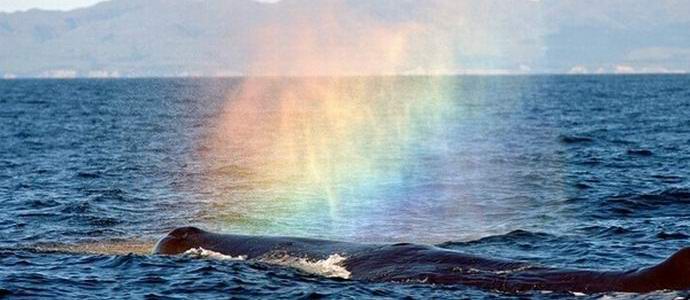 Ryhmävalas teki turisteille vaikutuksen vapauttamalla sateenkaaren ilmaan