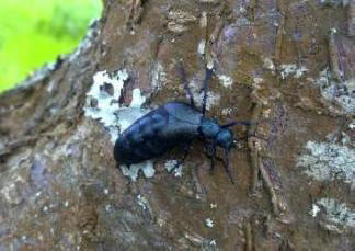 Tulevaisuuden kaupungit ovat täynnä hyönteisiä