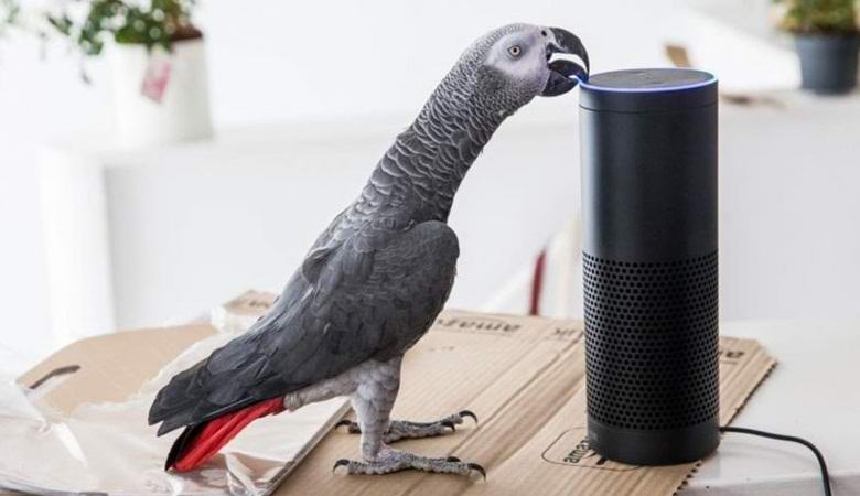 Puhuva papukaija itse tilasi paketin Internetin kautta.