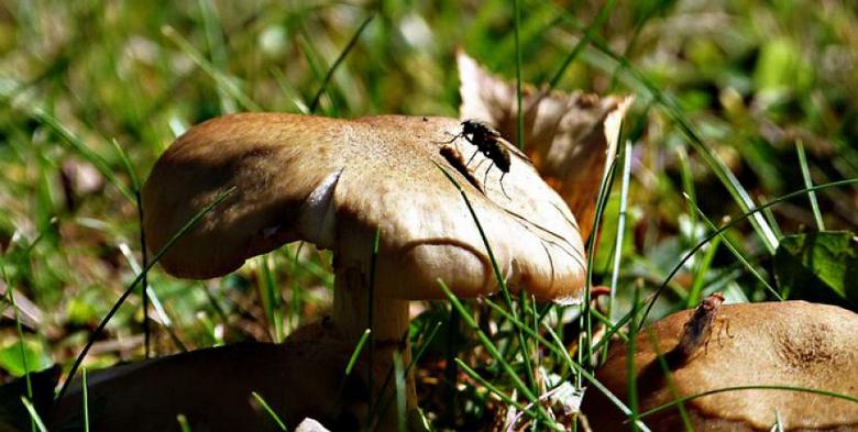 Loinen sieni syö uhrinsa aivot