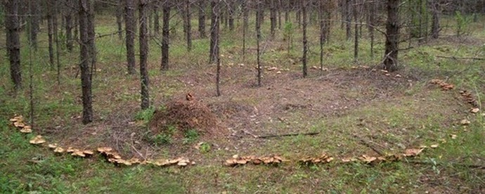 Sienet - mitä tai kuka?