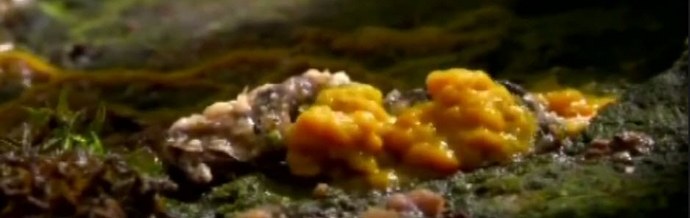 Sienien ulkomaalaiset ja kollektiivinen sienimieli