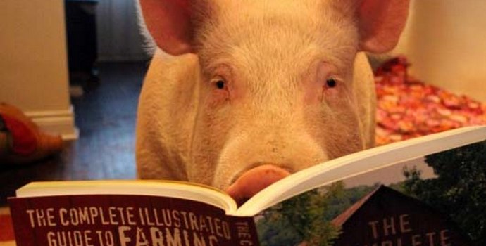 Haluatko saada fiksun lemmikin? Hanki sika!