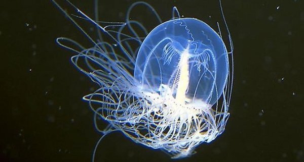 Heidän selviytymiskykynsä voidaan kateuttaa.