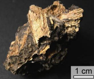 Impactit on säilyttänyt biologista tietoa miljardeja vuosia.