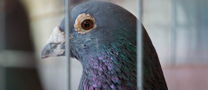 Intian poliisi pidätti vakooja-kyyhkynen