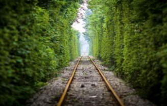 Intia aikoo istuttaa kaksi miljardia puuta nuorten työttömien työvoiman avulla