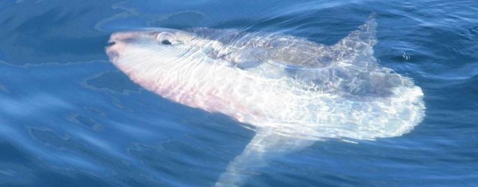 Indonesian kalastajat kalasivat kolossaalista kuukalaa