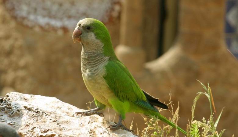 Espanjan pääkaupunki oli tulvinut tuholaisten papukaijojen kanssa