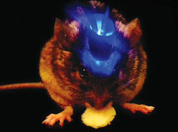 Hiiren aivojen tietyn osan lasersäteilyttäminen menetti jyrsijältä ruokahalua.