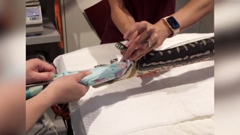 He vetivät suuren rantapyyhkeen pythonista.