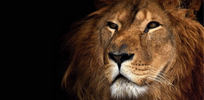 Leijonan pilkkaus on loppunut