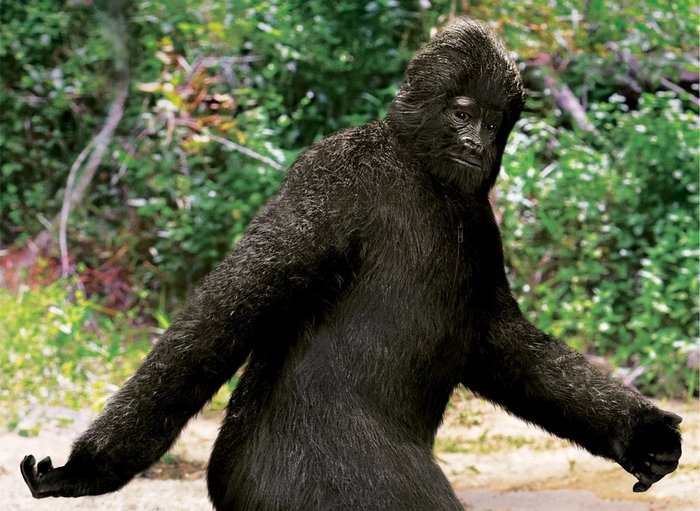 Illat kuvaavat jo koiria?