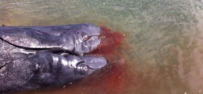 Kaksipäinen valas naulattu Kalifornian rannoille