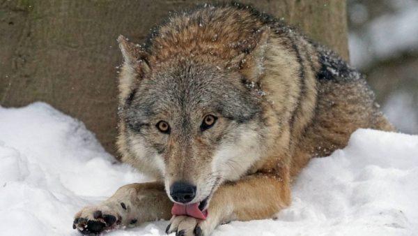 Haavoittuneet villieläimet 