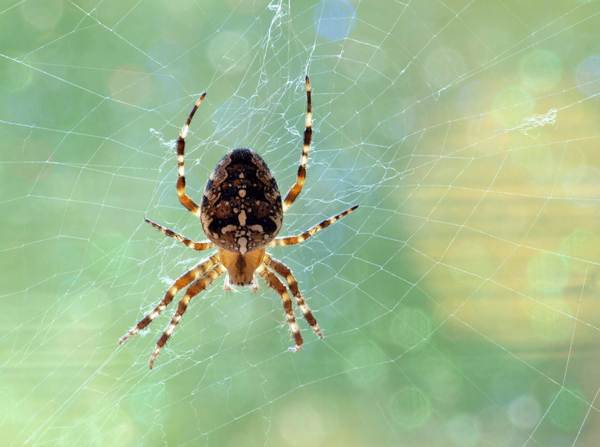 nähdä hämähäkin merkki 