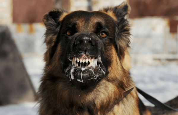 Miksi hullu koira unelmoi 