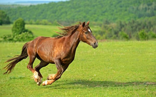 miksi nainen haaveilee hevosesta 