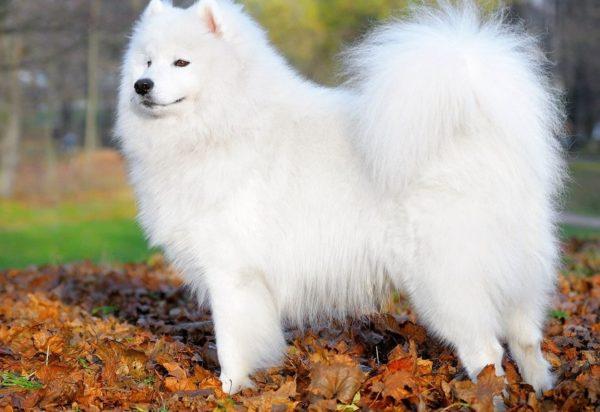 Unen tulkinta valkoinen koira 