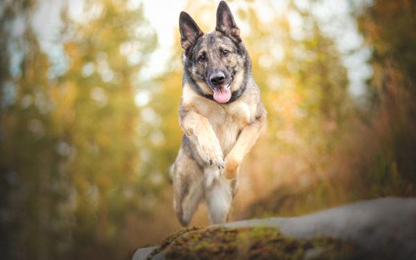 unelma kirja koira paimen 