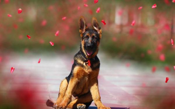 haaveili paimenkoirasta 