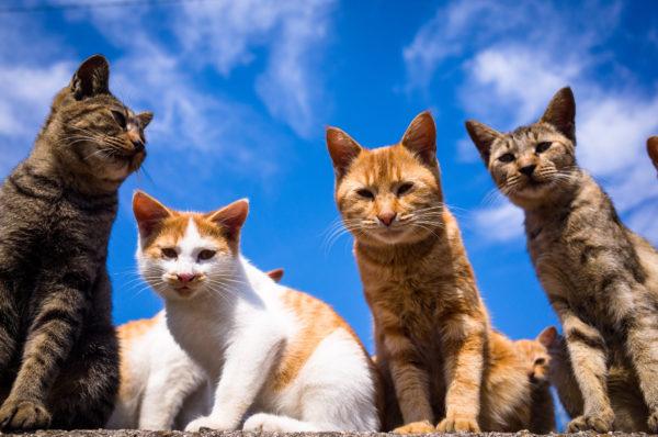 Miksi monet kissat haaveilevat 