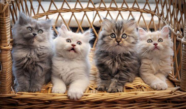 Miksi monet kissat unelmoivat 