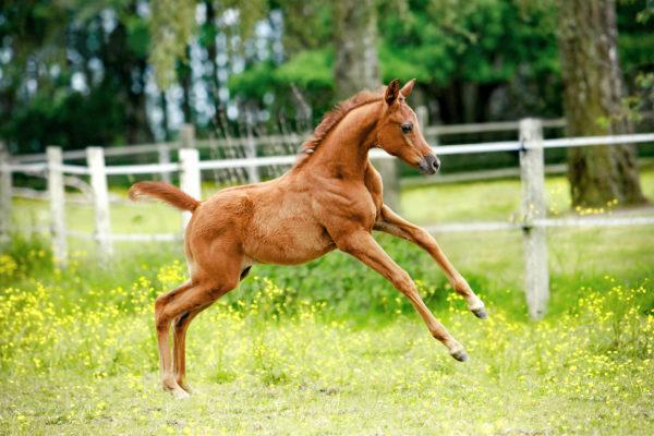Miksi varsa haaveilee 